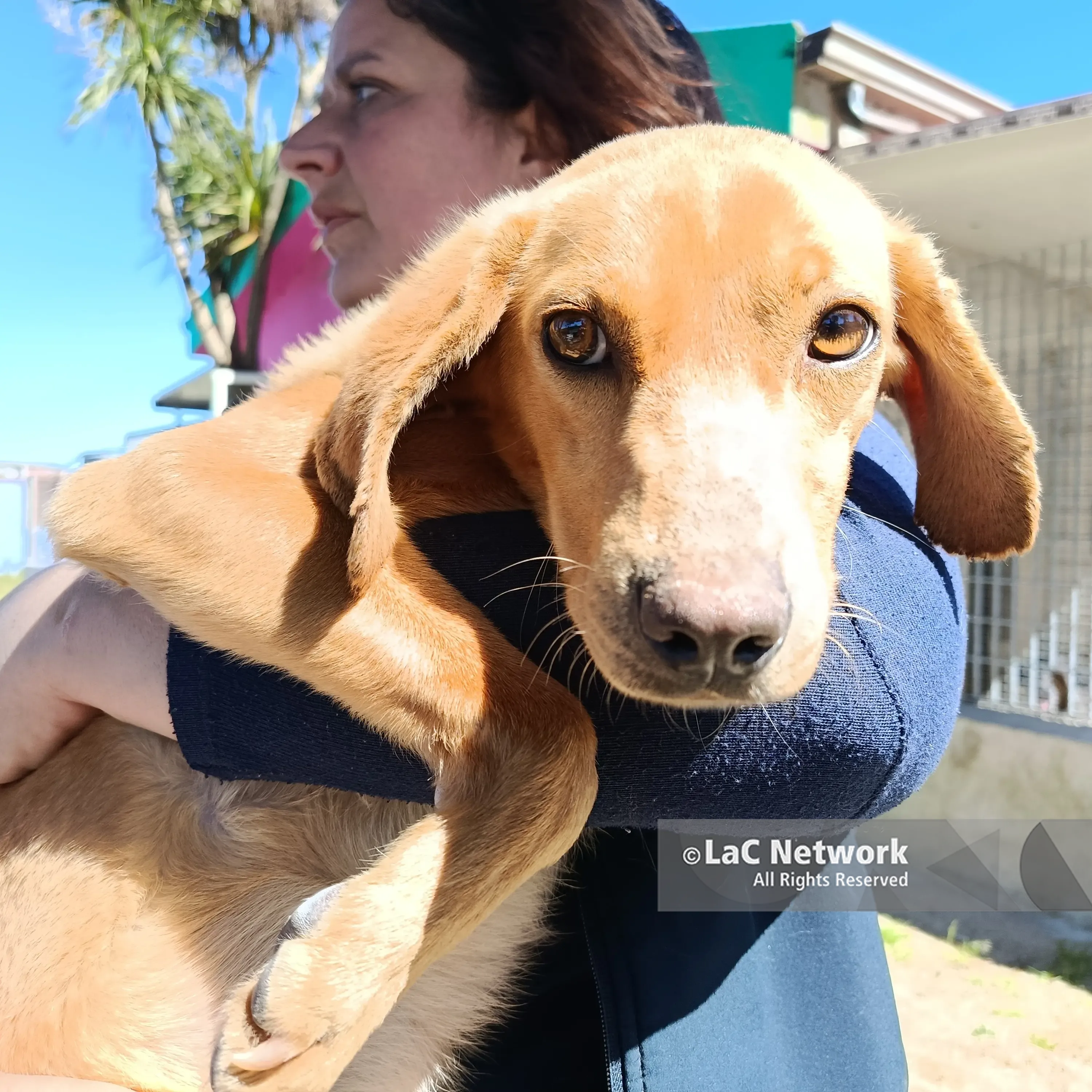 La storia di Jazz, il cucciolo salvato dai carabinieri dello Squadrone Cacciatori e ora in cerca di una famiglia\n