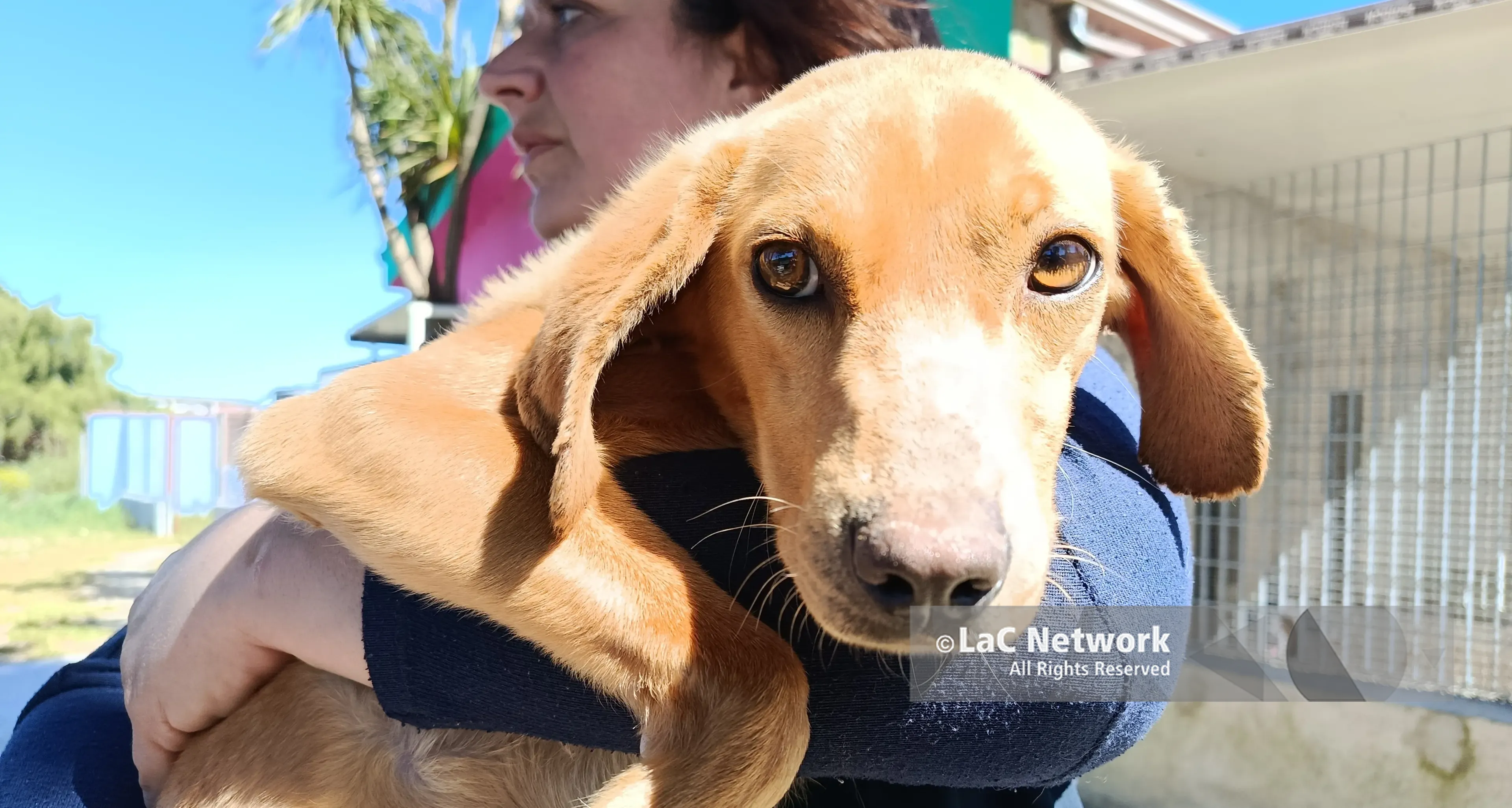 La storia di Jazz, il cucciolo salvato dai carabinieri dello Squadrone Cacciatori e ora in cerca di una famiglia\n