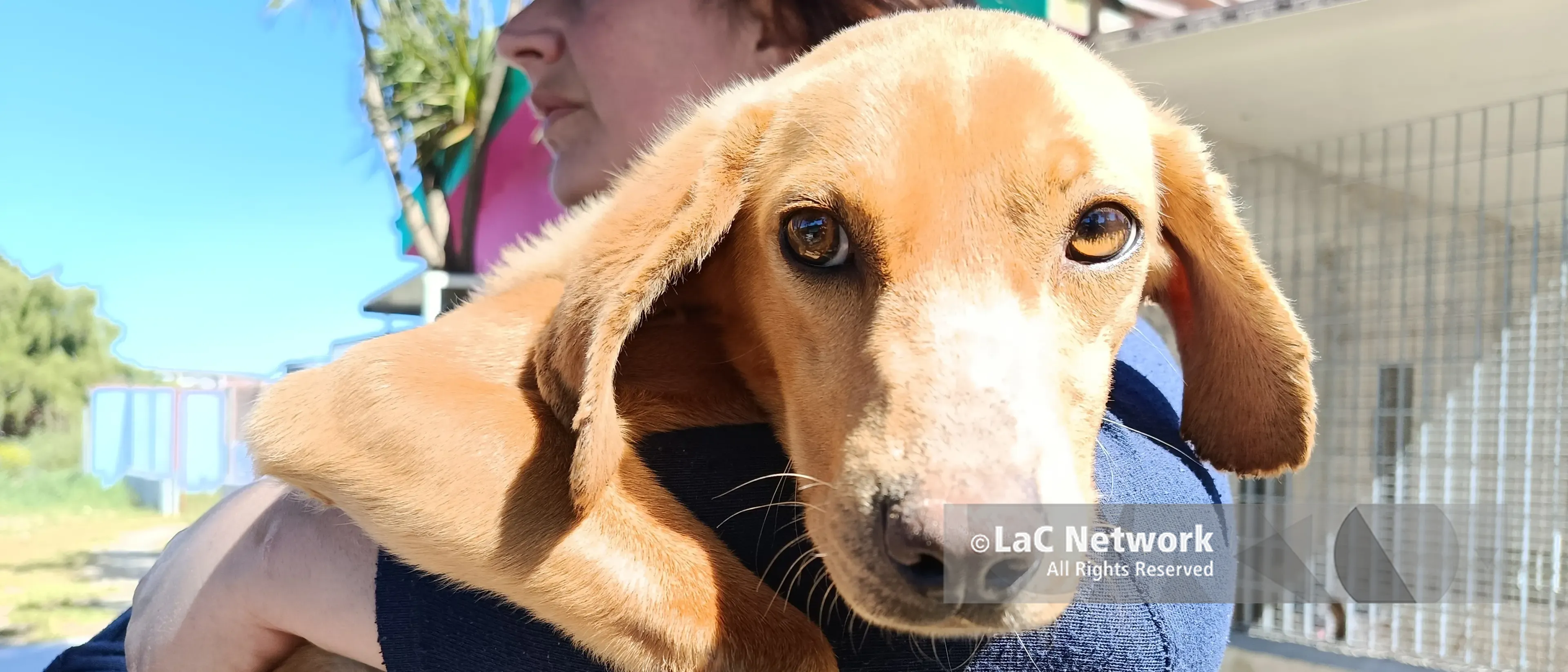 La storia di Jazz, il cucciolo salvato dai carabinieri dello Squadrone Cacciatori e ora in cerca di una famiglia\n