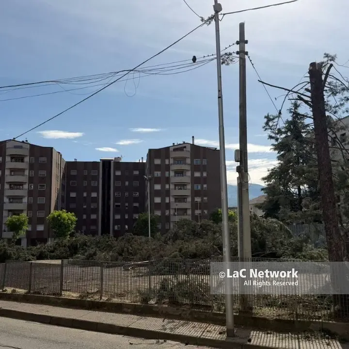 Alberi tagliati in viale Cosmai: erano pericolanti. Ora parte la ripiantumazione\n