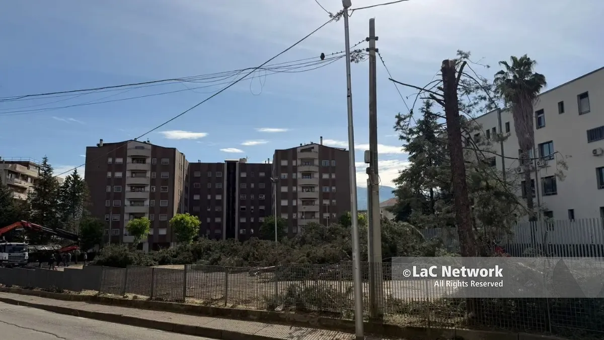 Gli alberi abbattuti su viale Cosmai