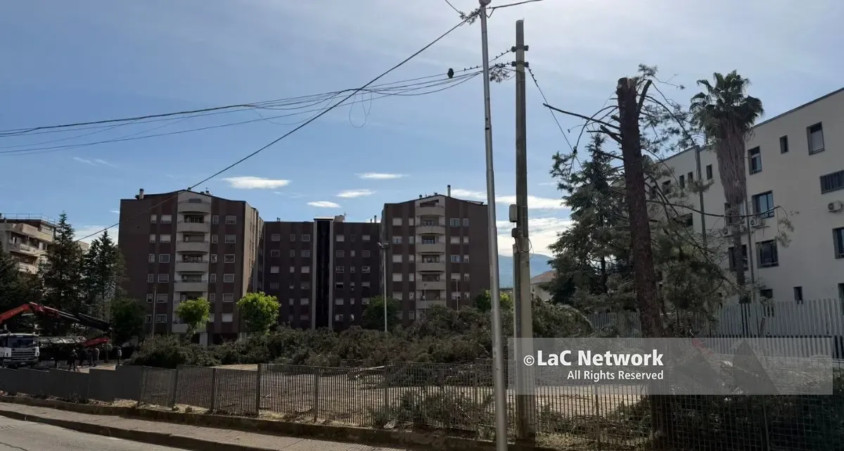 Alberi tagliati in viale Cosmai: erano pericolanti. Ora parte la ripiantumazione\n