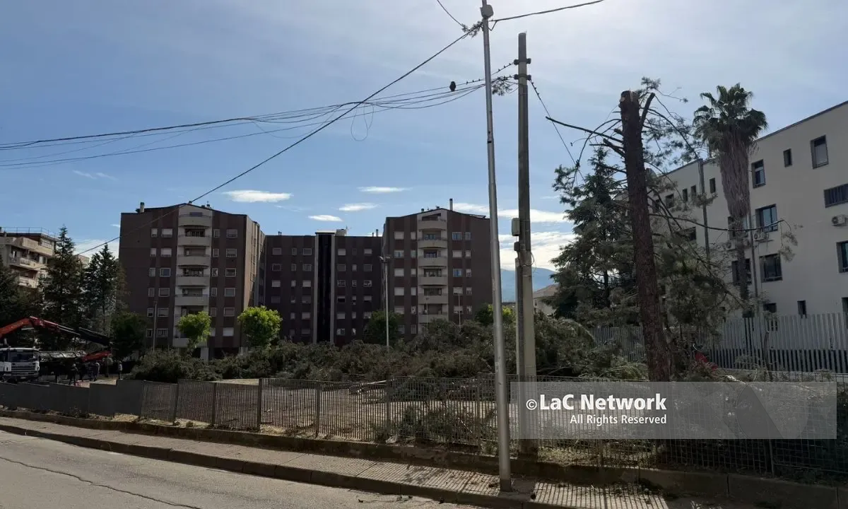 Alberi tagliati in viale Cosmai: erano pericolanti. Ora parte la ripiantumazione\n