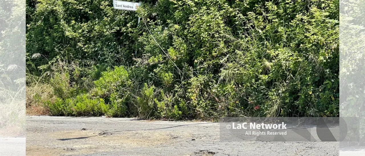 I “Parioli” di Vibo Marina nel degrado, contrada Sant’Andrea ostaggio di buche e vegetazione selvaggia: «Ci hanno abbandonati»\n