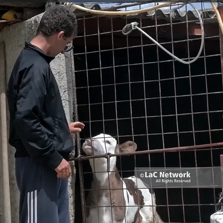 Rubano le sue mucche e il suo mondo crolla, la sorella di Giuseppe: «Chi ha commesso il furto conosceva la sua fragilità»\n
