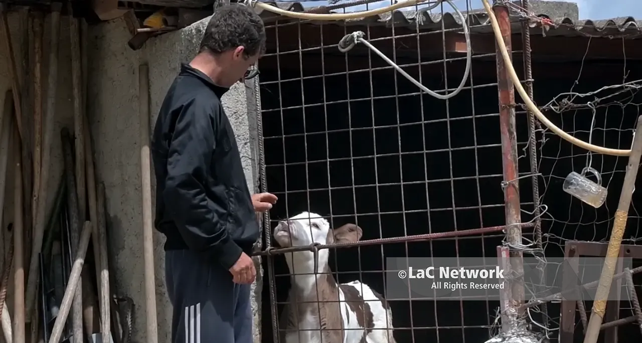 Rubano le sue mucche e il suo mondo crolla, la sorella di Giuseppe: «Chi ha commesso il furto conosceva la sua fragilità»\n