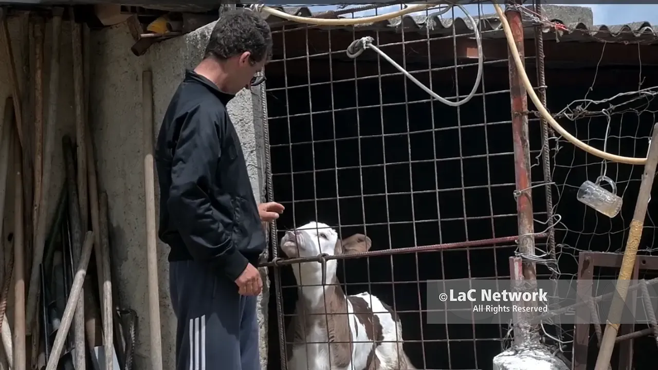 Rubano le sue mucche e il suo mondo crolla, la sorella di Giuseppe: «Chi ha commesso il furto conosceva la sua fragilità»\n