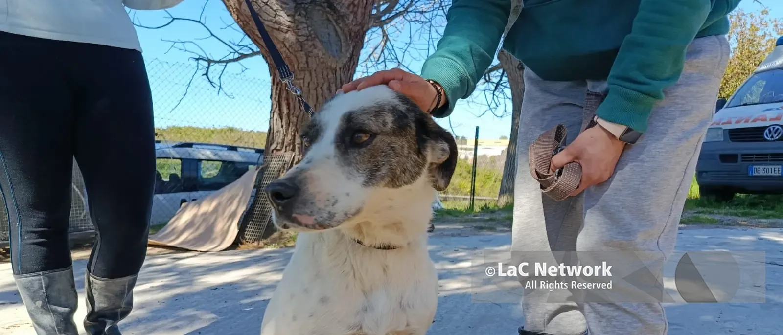 Dal canile di Vibo ecco\u00A0Spartaco, il randagio scaraventato da un’auto in corsa: «Innamorarsi di lui è facile»\n