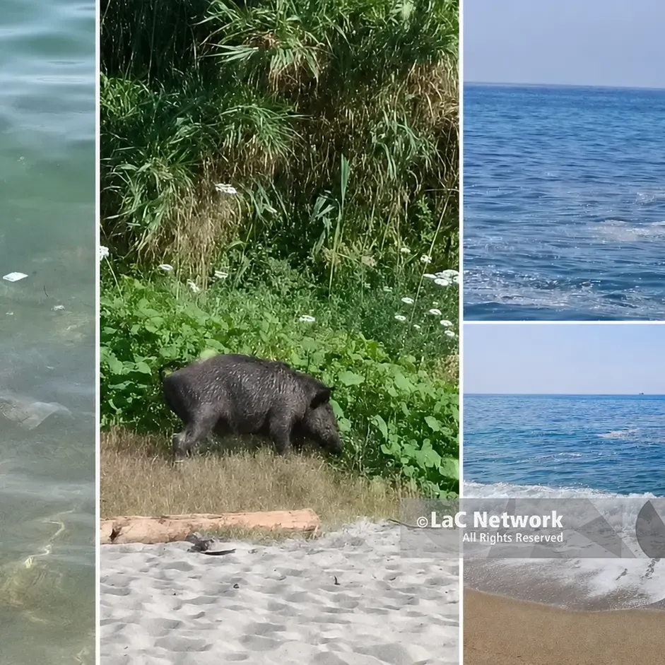 Mare sporco a Pizzo,\u00A0le prime segnalazioni in zona Prangi: acqua torbida, rifiuti galleggianti e un cinghiale in spiaggia\u00A0\n