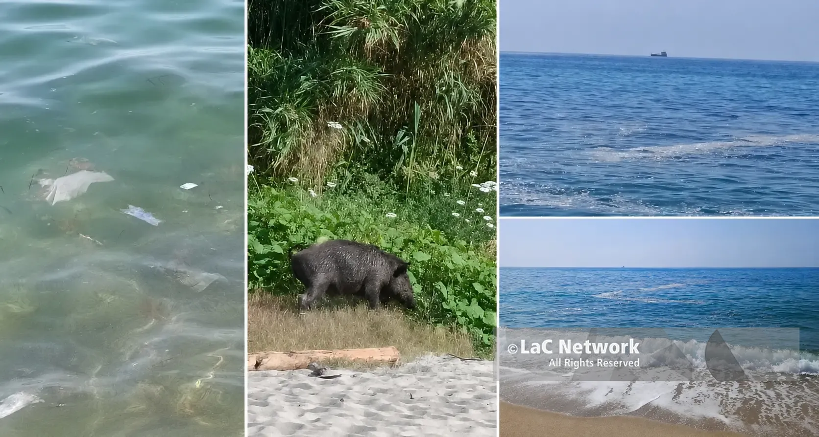 <p>Mare sporco a Pizzo, le prime segnalazioni in zona Prangi: acqua torbida, rifiuti galleggianti e un <span style=\"color:hsl(0, 75%, 60%);\">cinghiale in spiaggia </span></p>