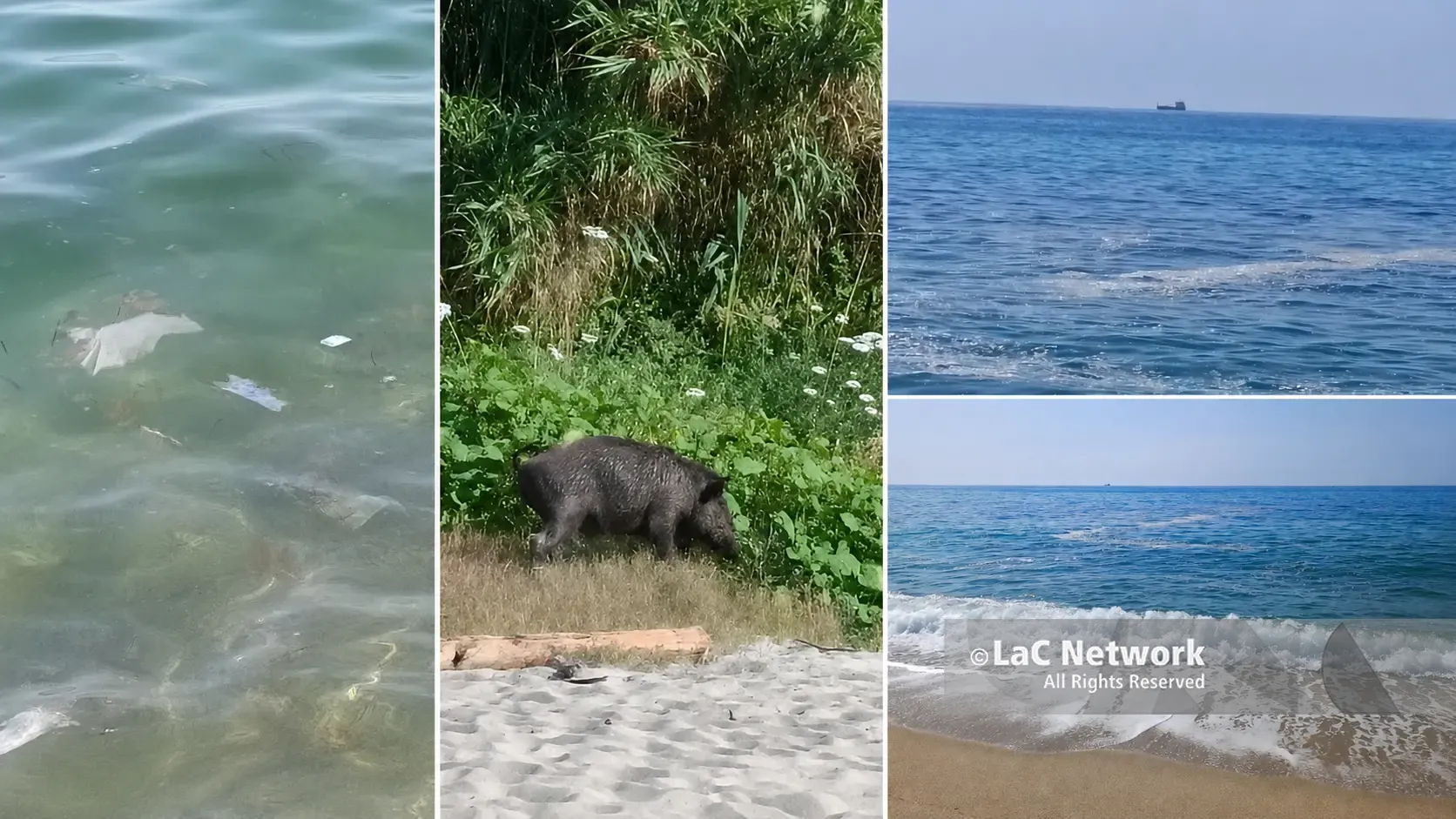 Mare sporco a Pizzo,\u00A0le prime segnalazioni in zona Prangi: acqua torbida, rifiuti galleggianti e un cinghiale in spiaggia\u00A0\n