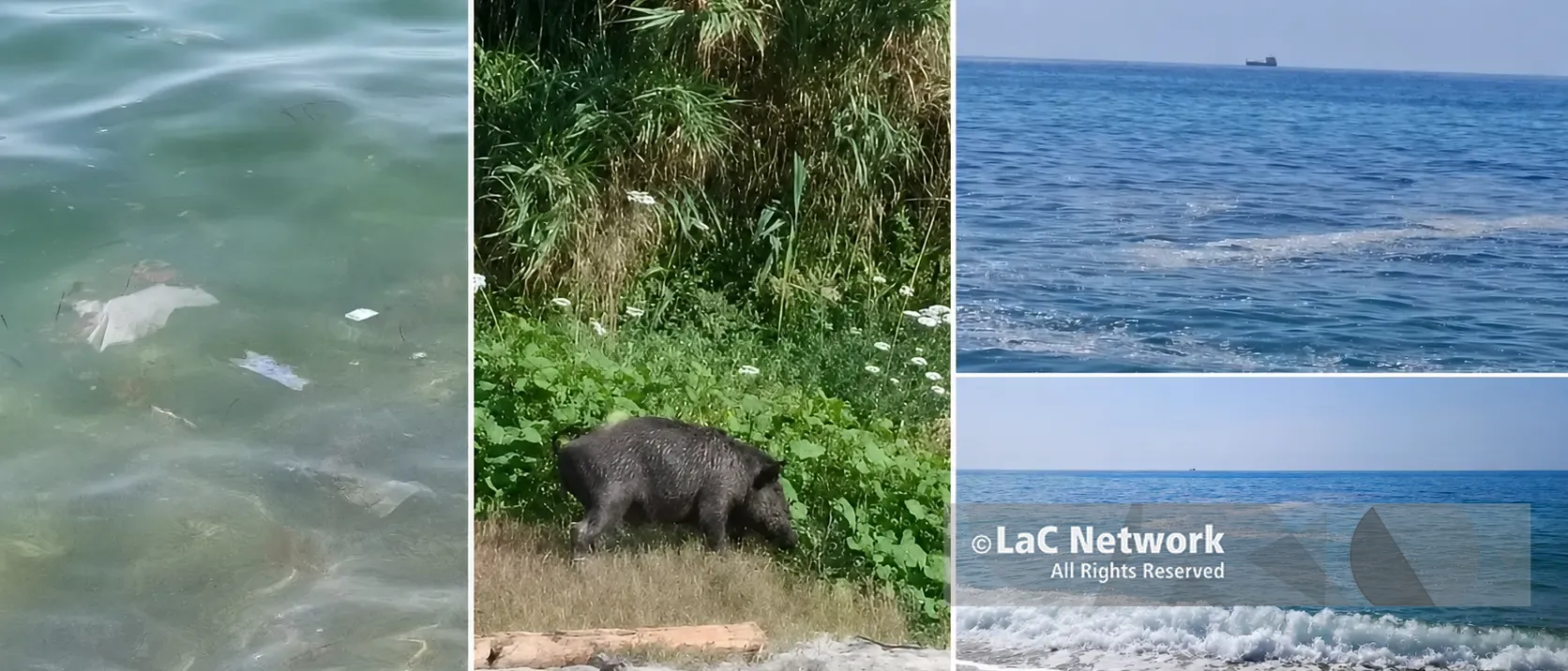 Mare sporco a Pizzo,\u00A0le prime segnalazioni in zona Prangi: acqua torbida, rifiuti galleggianti e un cinghiale in spiaggia\u00A0\n