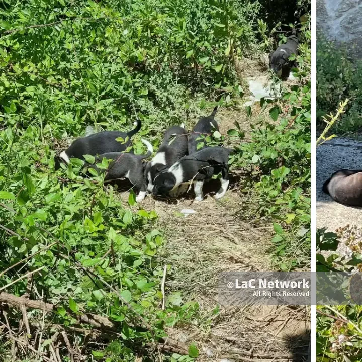 Cani avvelenati a Briatico, diffida a\u00A0Comune e Asp. Le carcasse non rimosse costringono una residente a traslocare\n