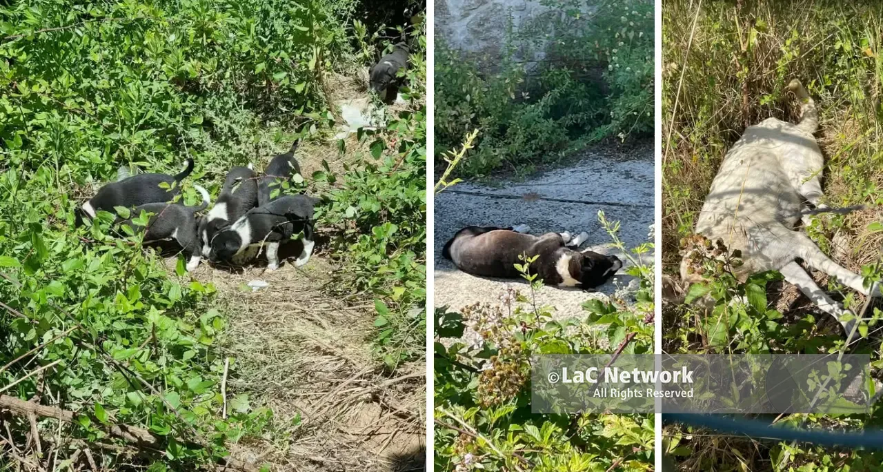 Briatico, due cani randagi\u00A0avvelenati e nove cuccioli rimasti soli. L'appello: «Aiutiamoli»\n