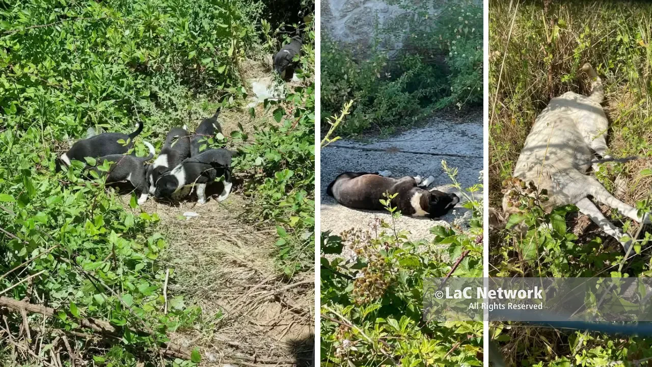 Briatico, due cani randagi\u00A0avvelenati e nove cuccioli rimasti soli. L'appello: «Aiutiamoli»\n