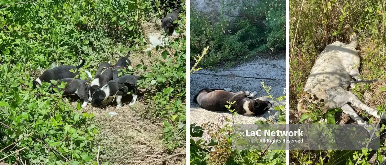Cani avvelenati a Briatico, diffida a\u00A0Comune e Asp. Le carcasse non rimosse costringono una residente a traslocare\n