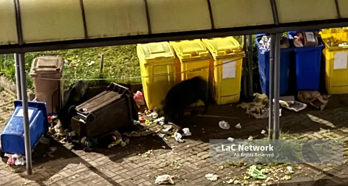 Cinghiali nell'area urbana di Catanzaro, cresce la preoccupazione tra i cittadini: «situazione insostenibile»\n