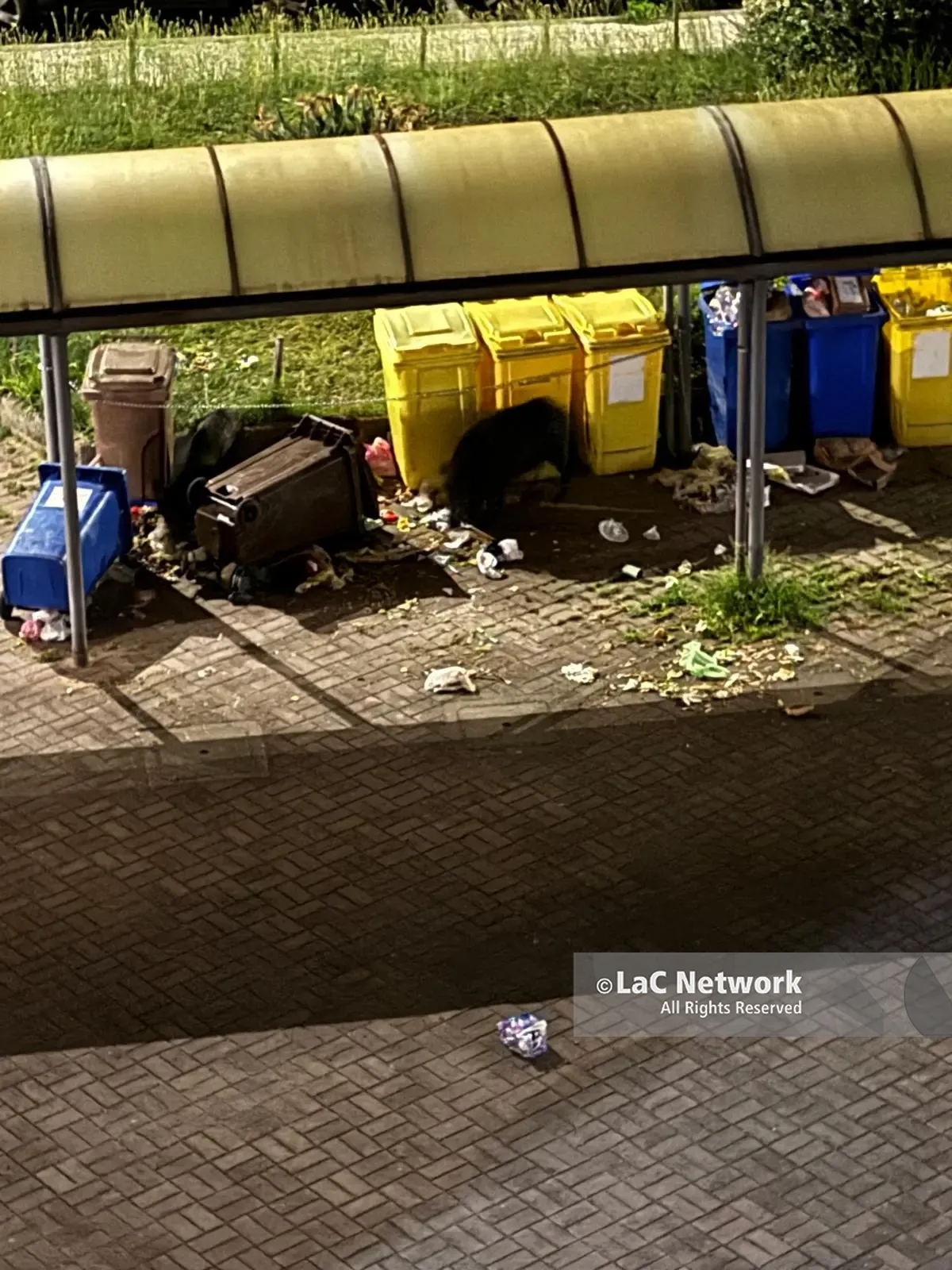 Cinghiali nell'area urbana di Catanzaro, cresce la preoccupazione tra i cittadini: «situazione insostenibile»\n