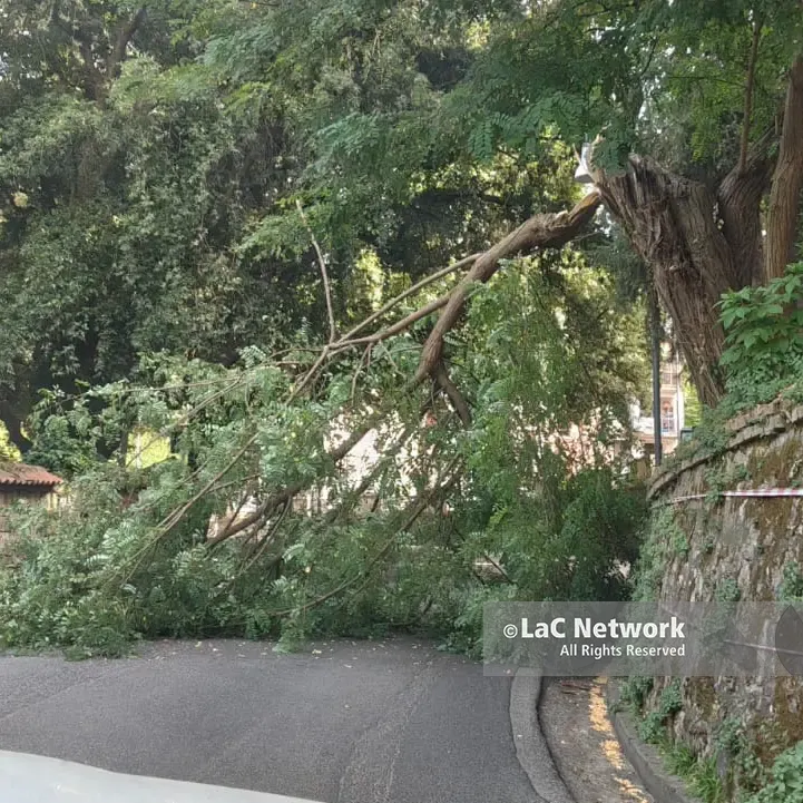 Cosenza, albero cade in via Paradiso: disagi nel centro storico\n