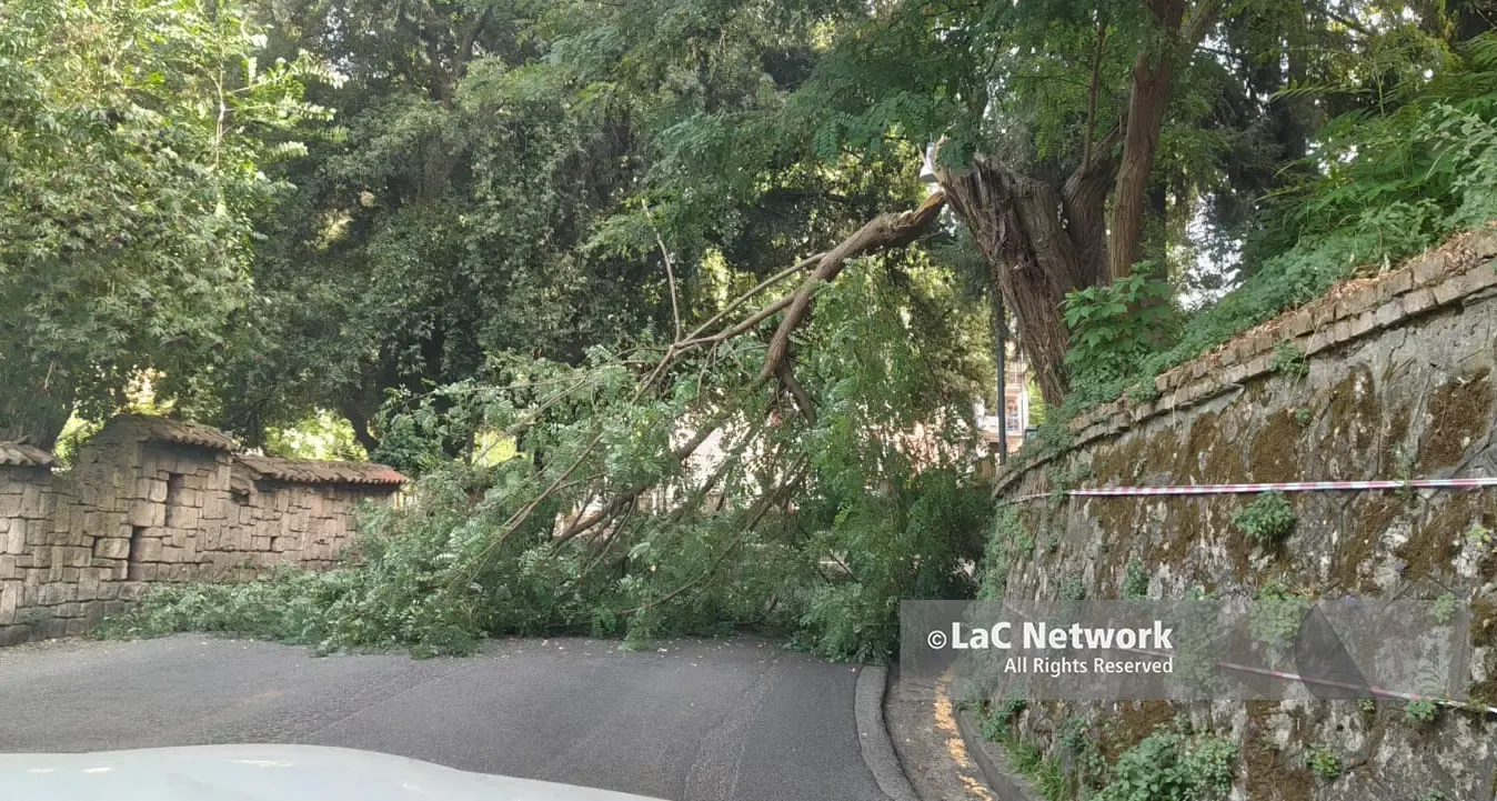 Cosenza, albero cade in via Paradiso: disagi nel centro storico\n