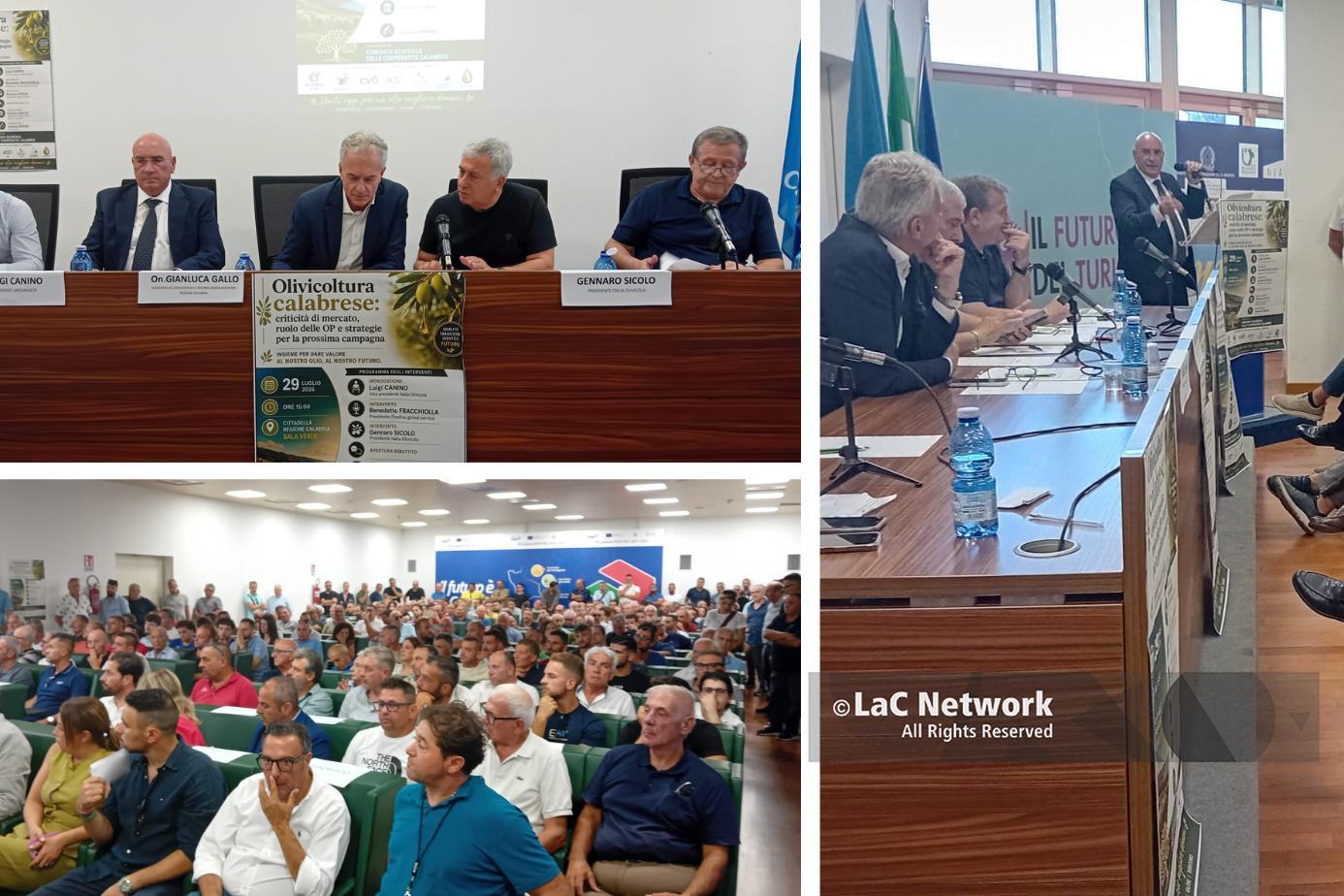 Produttori olivicoli in difficoltà, chiedono intervento governativo per salvaguardare il settore