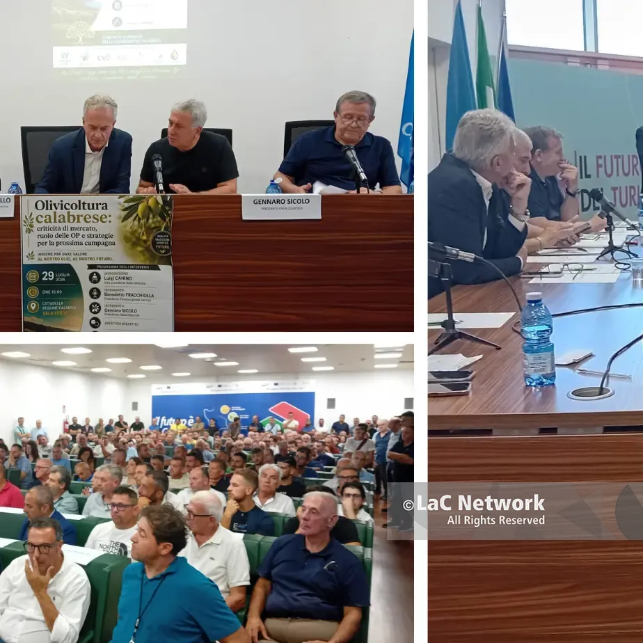 Olivicoltura in ginocchio, chiesto lo stato di crisi. Gallo:\u00A0«Ci faremo portavoce con il Ministero»\n