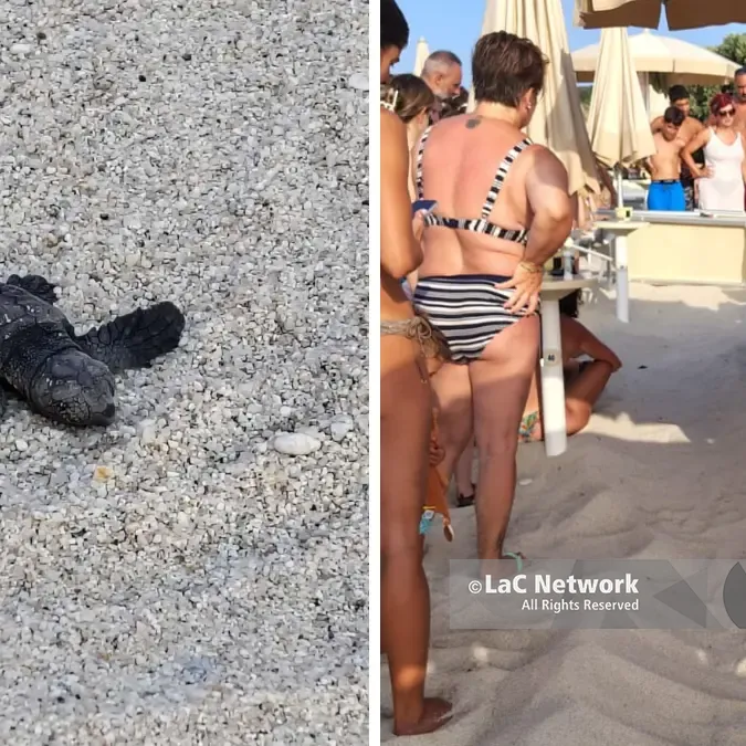 Zambrone,\u00A0schiusa di tartarughe marine sulla spiaggia: nati oltre 80\u00A0piccoli tra lo stupore dei bagnanti –\u00A0VIDEO\n