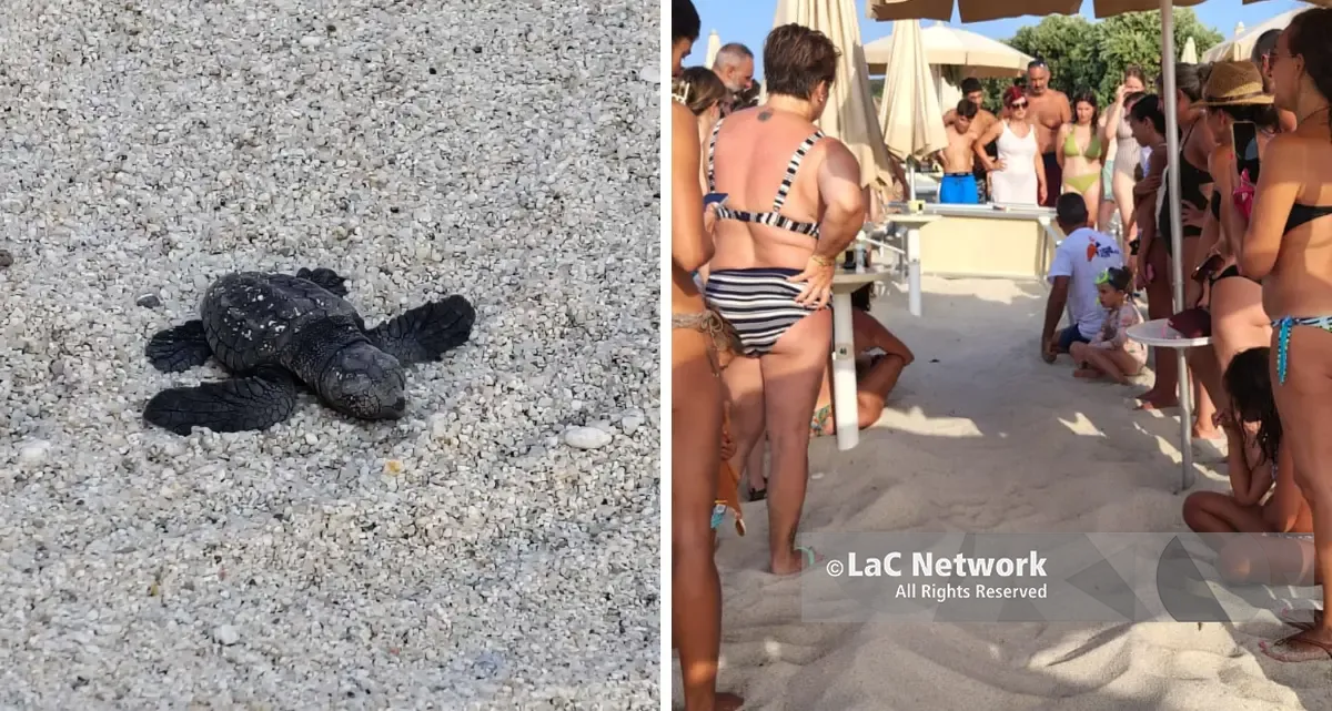 Zambrone,\u00A0schiusa di tartarughe marine sulla spiaggia: nati oltre 80\u00A0piccoli tra lo stupore dei bagnanti –\u00A0VIDEO\n
