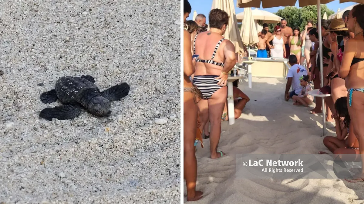 Zambrone,\u00A0schiusa di tartarughe marine sulla spiaggia: nati oltre 80\u00A0piccoli tra lo stupore dei bagnanti –\u00A0VIDEO\n