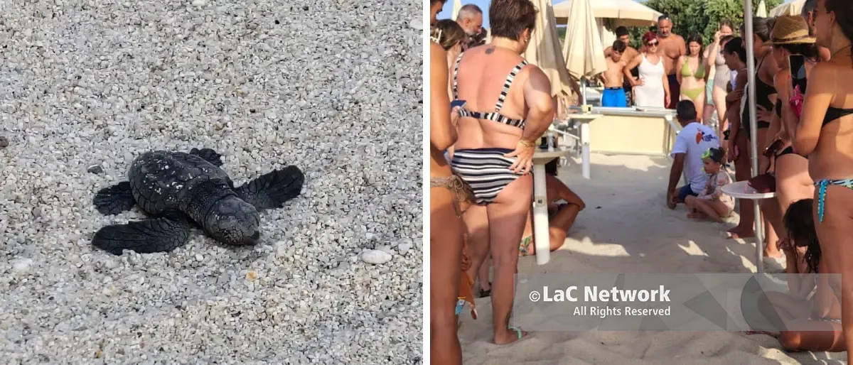 Zambrone,\u00A0schiusa di tartarughe marine sulla spiaggia: nati oltre 80\u00A0piccoli tra lo stupore dei bagnanti –\u00A0VIDEO\n