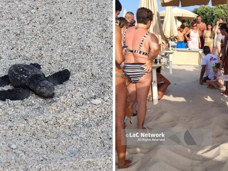 Zambrone, schiusa di tartarughe marine sulla spiaggia: nati oltre 80 piccoli tra lo stupore dei bagnanti – VIDEO