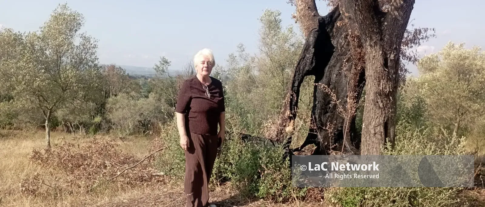 Xylella, primo focolaio in Calabria e scatta l’allerta per gli ulivi del Reggino: «Seguire i protocolli o sarà un disastro»\n