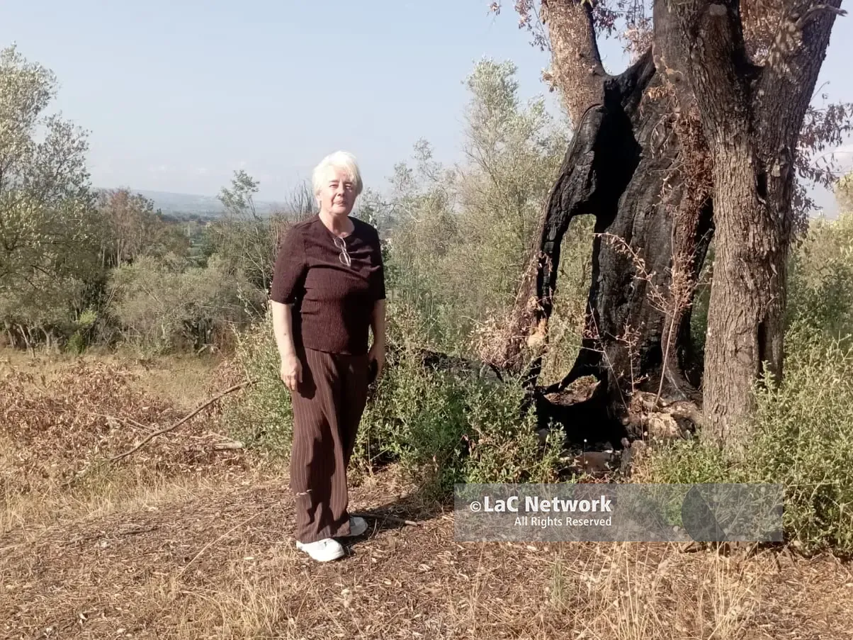 Xylella, primo focolaio in Calabria e scatta l’allerta per gli ulivi del Reggino: «Seguire i protocolli o sarà un disastro»
