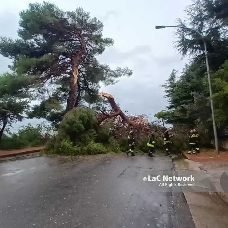 Primo temporale e Vibo va in tilt: alberi abbattuti sulle strade, una ventina gli interventi dei vigili del fuoco. In Viale della Pace tragedia sfiorata\n