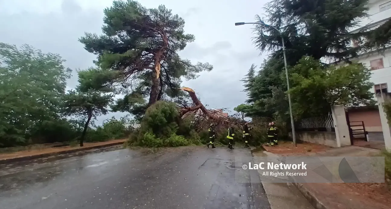 Primo temporale e Vibo va in tilt: alberi abbattuti sulle strade, una ventina gli interventi dei vigili del fuoco. In Viale della Pace tragedia sfiorata\n