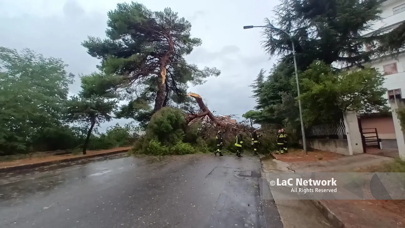 Primo temporale e Vibo va in tilt: alberi abbattuti sulle strade, una ventina gli interventi dei vigili del fuoco. In Viale della Pace tragedia sfiorata\n