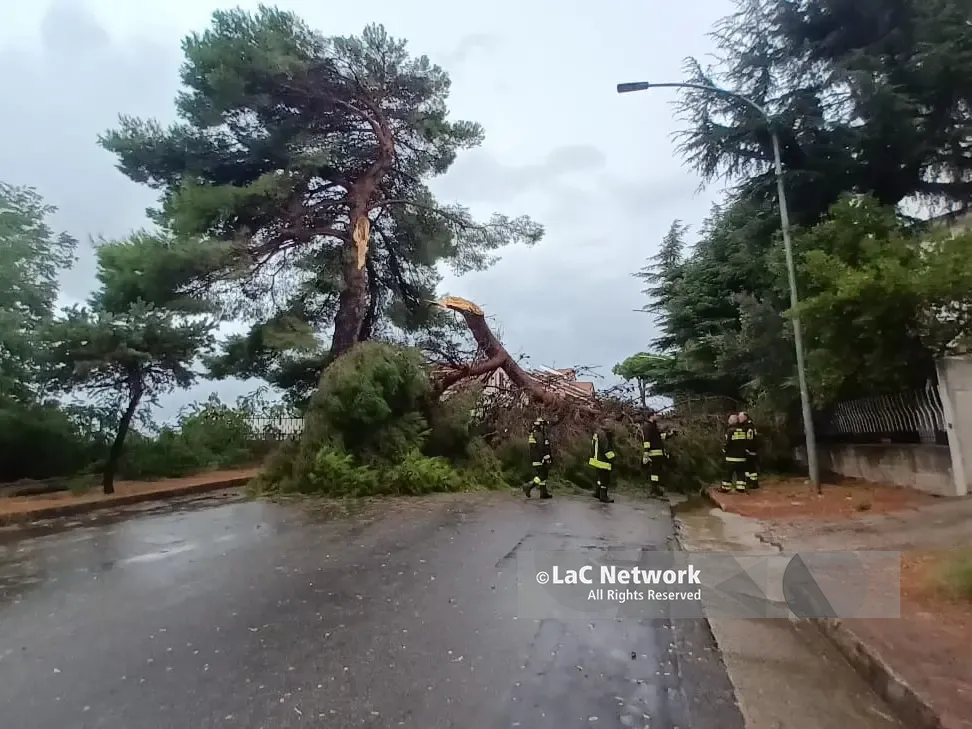 Primo temporale e Vibo va in tilt: alberi abbattuti sulle strade, una ventina gli interventi dei vigili del fuoco. In Viale della Pace tragedia sfiorata
