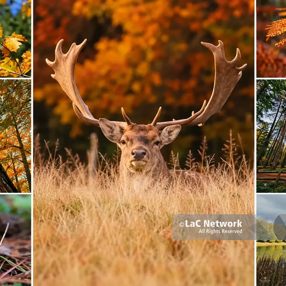 Le Serre vibonesi si tingono d'autunno e tra gli alberi spunta un magnifico daino: gli scatti che raccontano la magia del laghetto di Mongiana\n