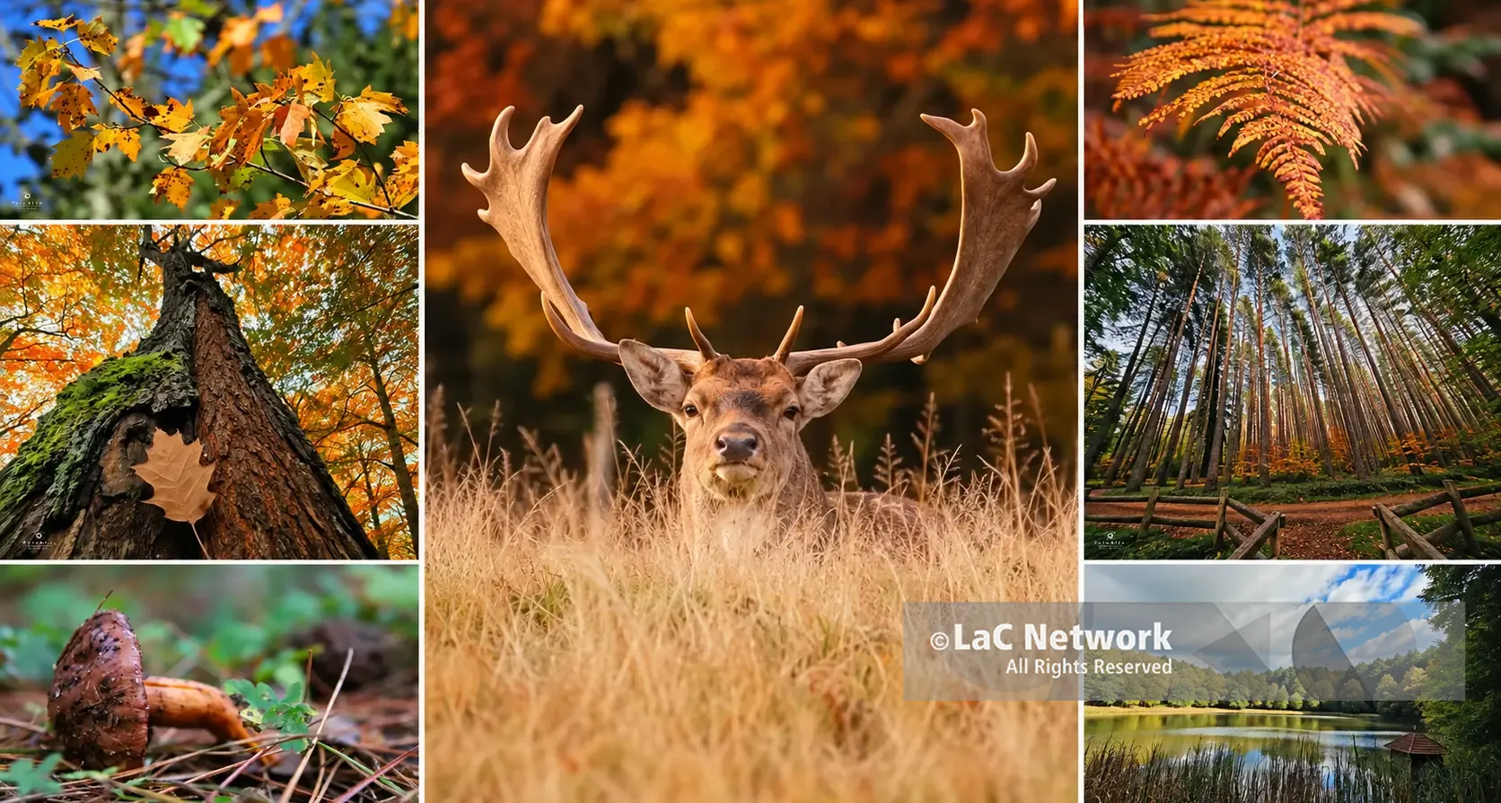 Le Serre vibonesi si tingono d'autunno e tra gli alberi spunta un magnifico daino: gli scatti che raccontano la magia del laghetto di Mongiana\n