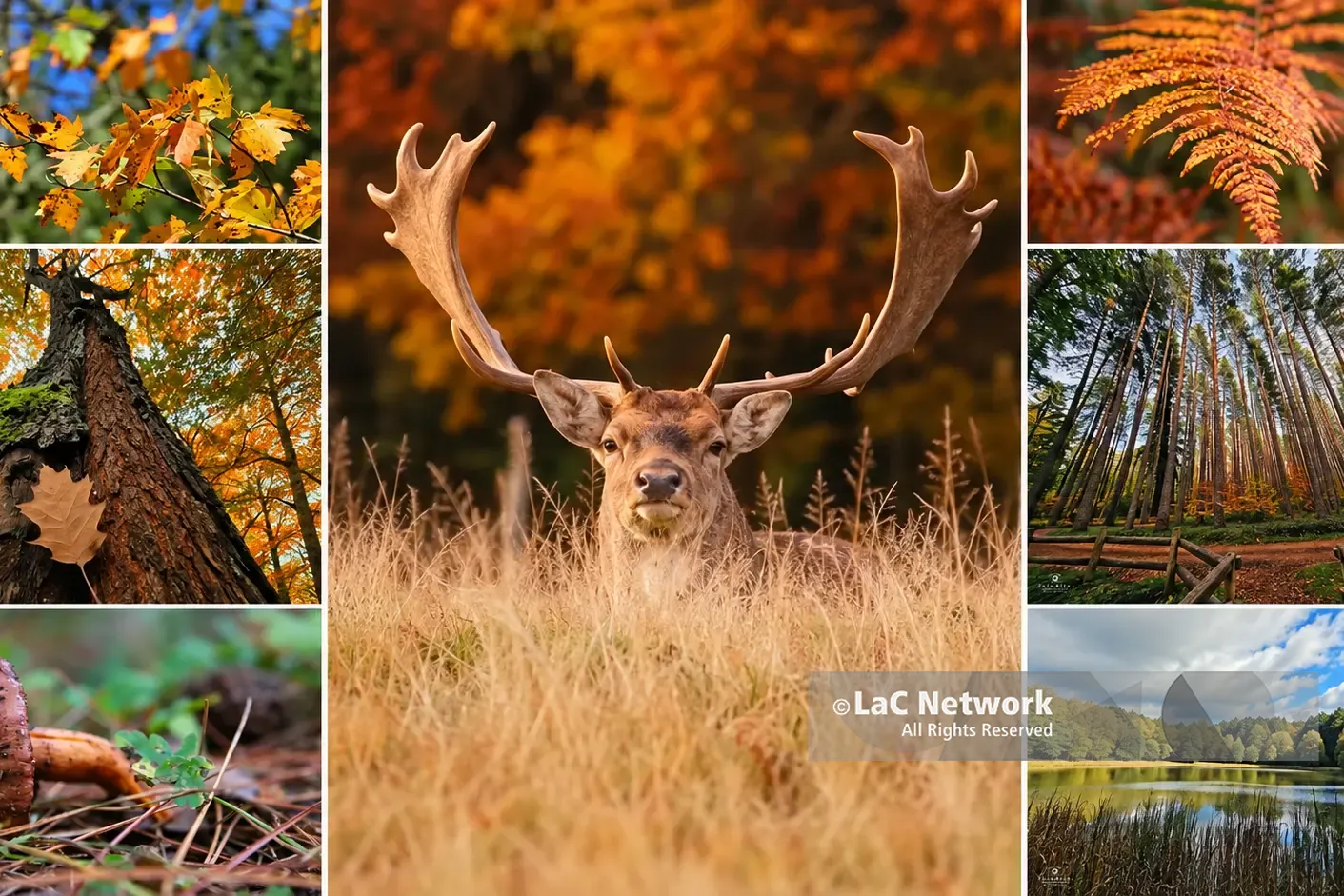 Le Serre vibonesi si tingono d'autunno e tra gli alberi spunta un magnifico daino: gli scatti che raccontano la magia del laghetto di Mongiana\n
