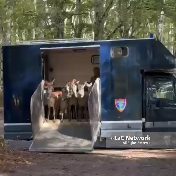Quindici cervi italici tornano liberi nel Parco delle Serre,\u00A0il camion si apre\u00A0e il gruppo corre subito nel cuore della foresta: il VIDEO\n