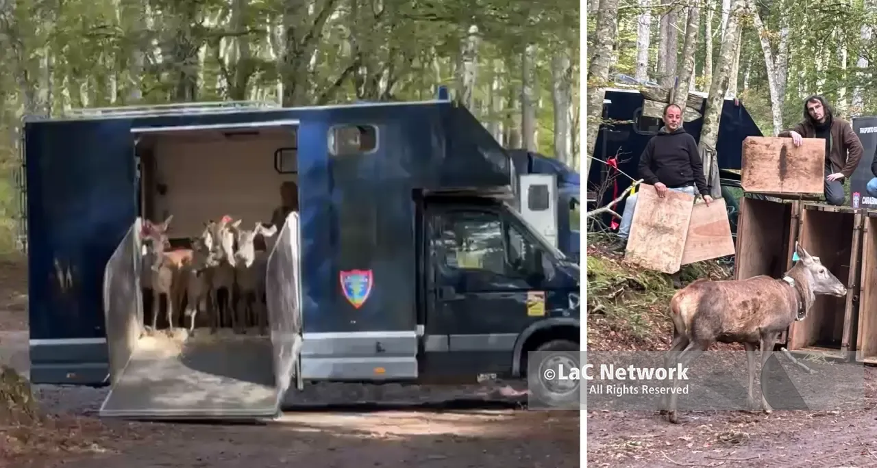 Quindici cervi italici tornano liberi nel Parco delle Serre,\u00A0il camion si apre\u00A0e il gruppo corre subito nel cuore della foresta: il VIDEO\n