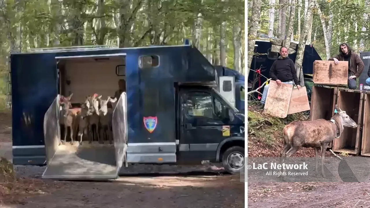 Quindici cervi italici tornano liberi nel Parco delle Serre,\u00A0il camion si apre\u00A0e il gruppo corre subito nel cuore della foresta: il VIDEO\n