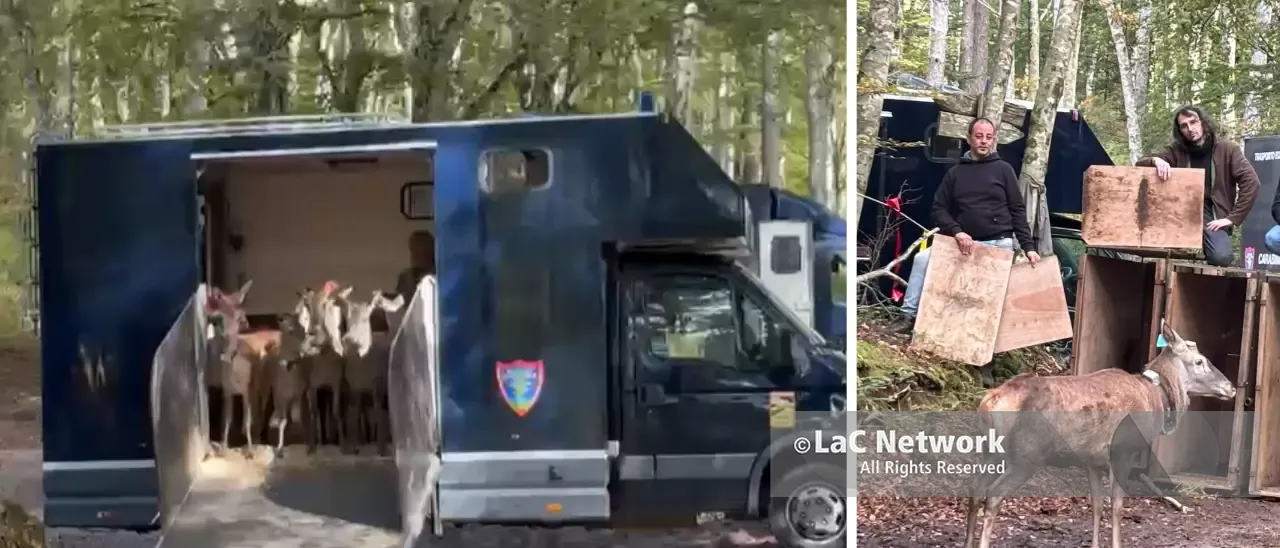 Quindici cervi italici tornano liberi nel Parco delle Serre,\u00A0il camion si apre\u00A0e il gruppo corre subito nel cuore della foresta: il VIDEO\n