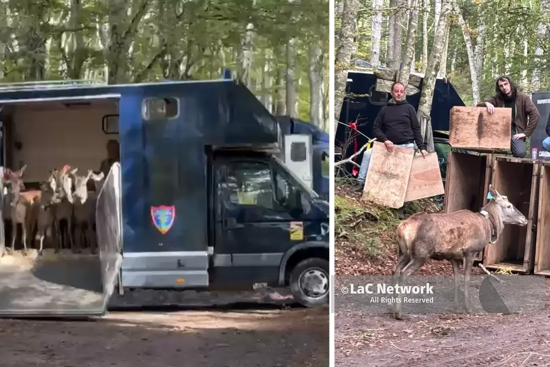 Quindici cervi italici tornano liberi nel Parco delle Serre,\u00A0il camion si apre\u00A0e il gruppo corre subito nel cuore della foresta: il VIDEO\n