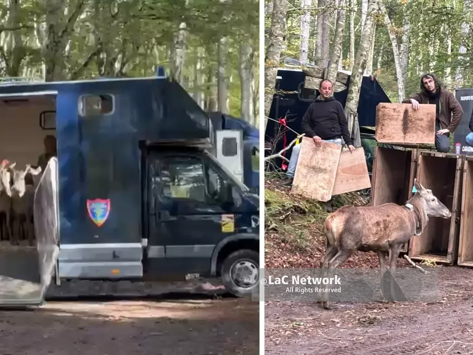 Quindici cervi italici tornano liberi nel Parco delle Serre, il camion si apre e il gruppo corre subito nel cuore della foresta: il VIDEO